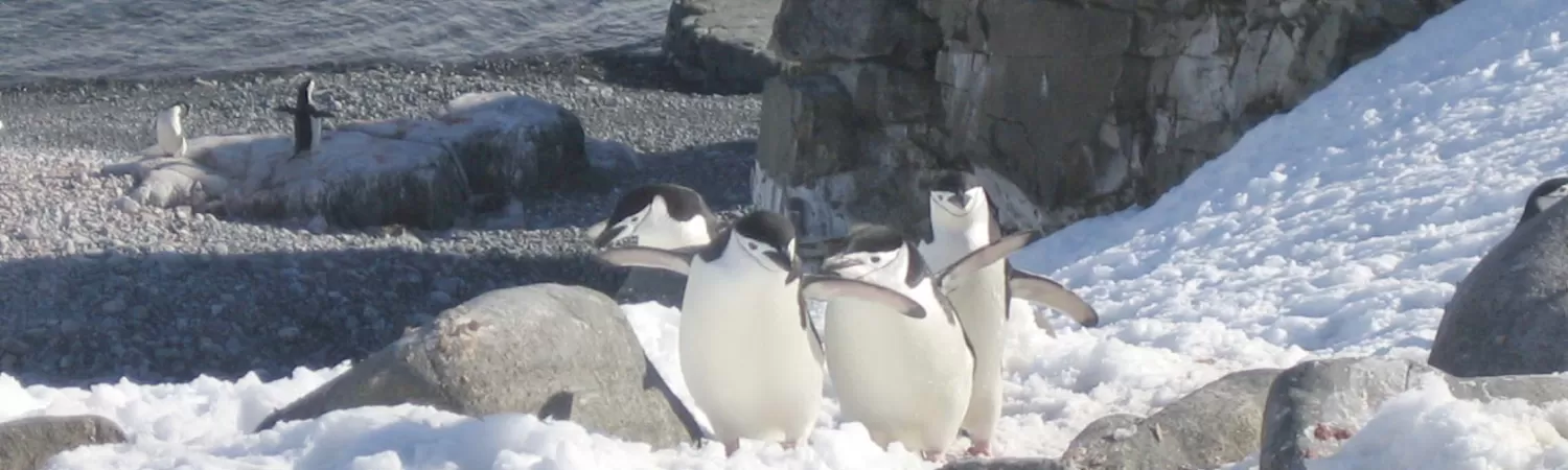Watching penguins during Antarctica tour