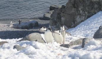 Watching penguins during Antarctica tour