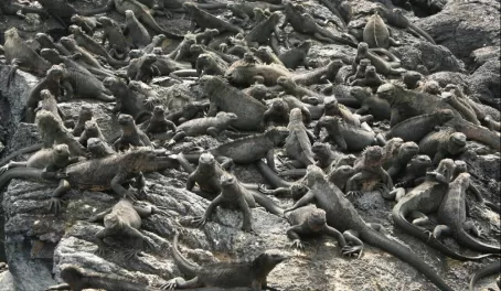 A pile of iguanas
