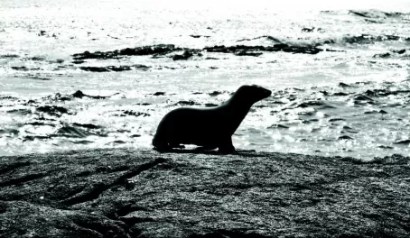 Sea lion on the shore