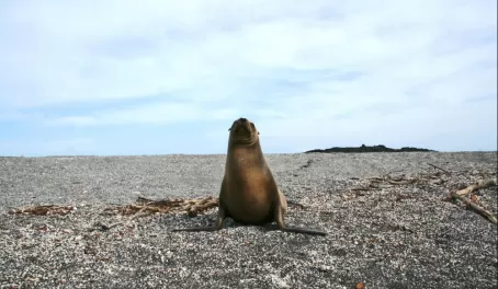 A solo sea lion in the Galapagos