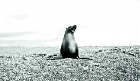 sea lion with the horizon
