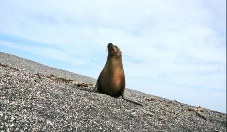 Sea lion on the horizon