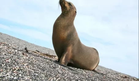 a regal sea lion