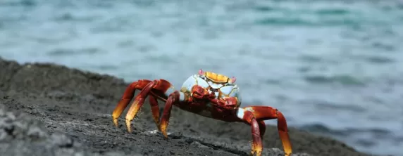 galapagos crab