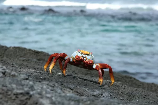galapagos crab