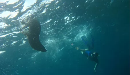 Snorkeling with the sea lions
