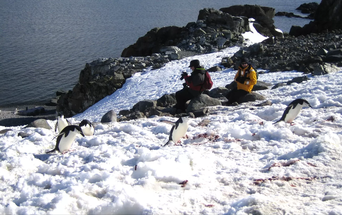 Travelers among penguins during Antarctica tour