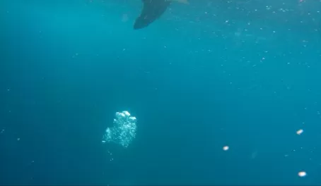 snorkeling and playing with the sea lions