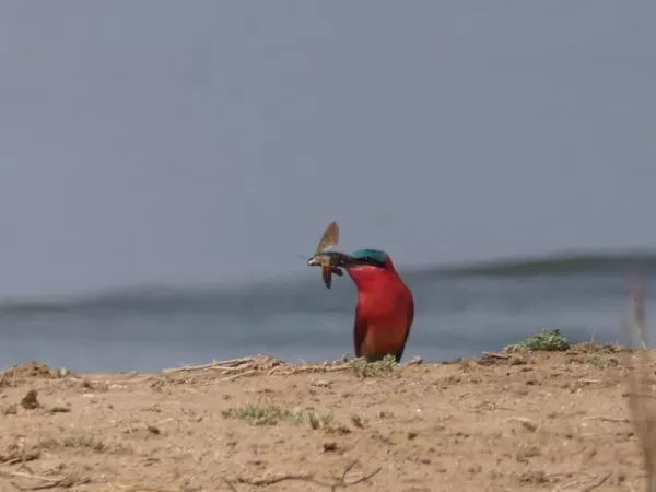 Southern Carmine Bee-eater (with its lunch) in Lower Zambezi National Park