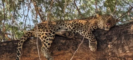 Male Leopard, Lower Zambezi National Park