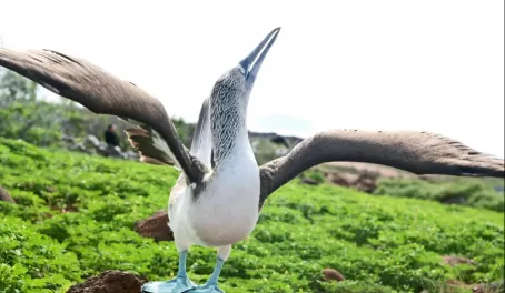 The famous blue-footed booby mating dance