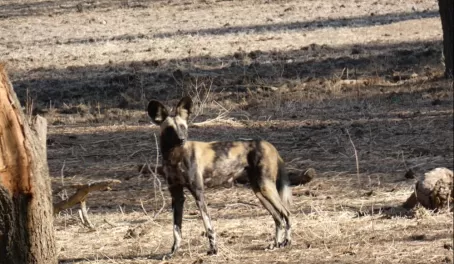 African Wild Dog in Lower Zambezi National Park