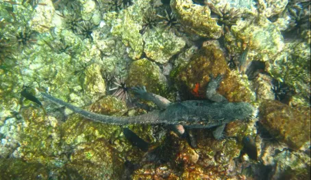 iguana feeding on the bottom of the ocean