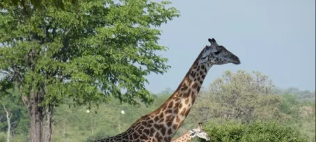 Thornicroft's giraffe (an endemic subspecies) in South Luangwa National Park