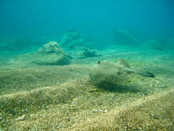 Galapagos sting ray seen while snorkeling