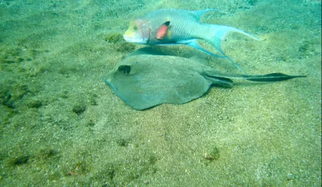Snorkel with sting rays and parrot fish in the Galapagos