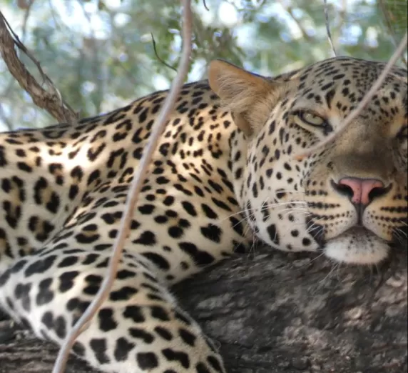 Male Leopard in tree at Lower Zambezi National Park