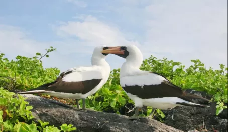 A pair of masked boobies in the Galapagos