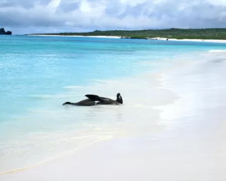 sea lion relaxing along the beach