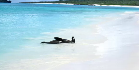 sea lion relaxing along the beach