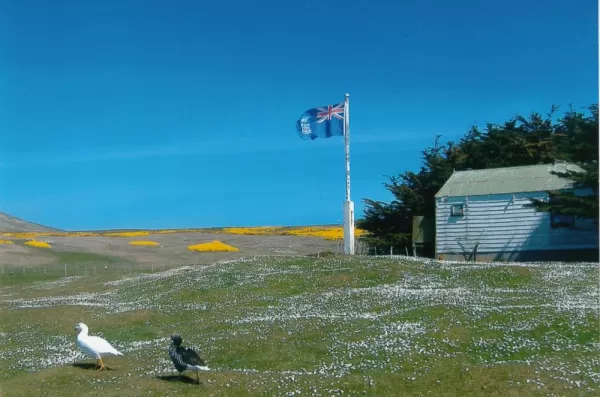 Falkland Islands flag and Kelp Geese at West Point Island