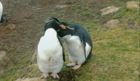 Rockhopper Penguins on Saunders Island