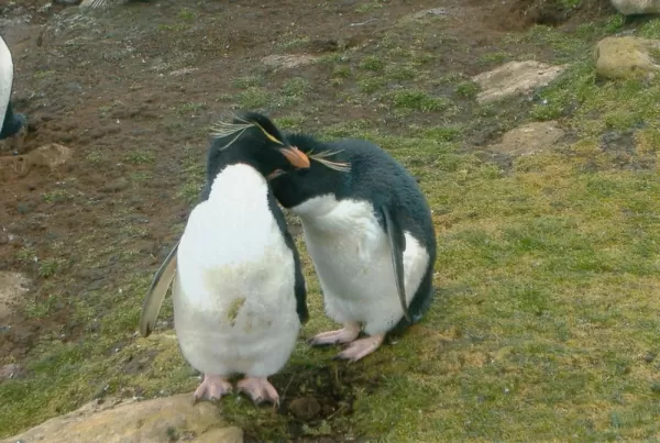 Rockhopper Penguins on Saunders Island