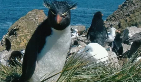 Rockhopper Penguin on West Point Island.