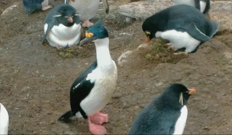 Blue Eyed Shag and Rockhopper  Penguins on Saunders Island.