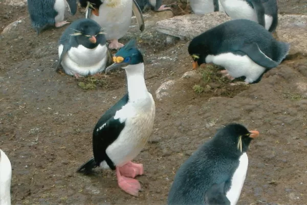 Blue Eyed Shag and Rockhopper  Penguins on Saunders Island.