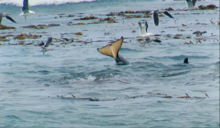 Orca and gulls feeding frenzy at Sea Lion Island.