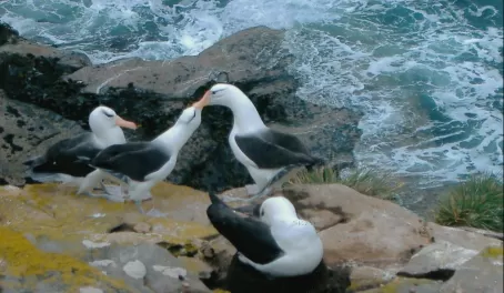 Black Browed Albatross courtship behaviour - Saunders Island