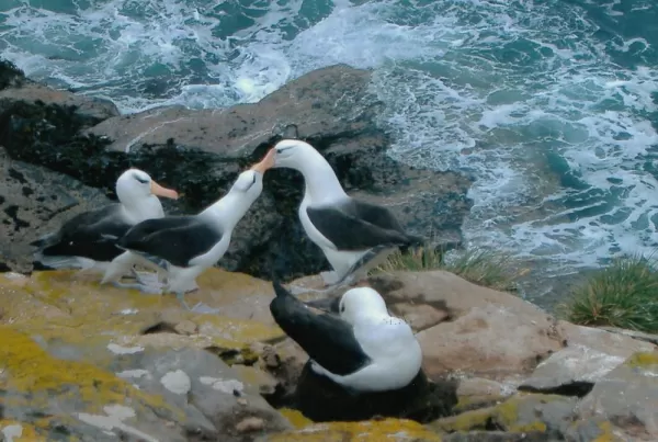 Black Browed Albatross courtship behaviour - Saunders Island