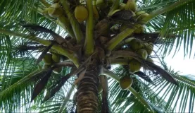 Can you climb a palm tree for a coconut? 