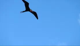 Frigate in flight