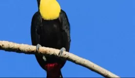 Fabulous toucan