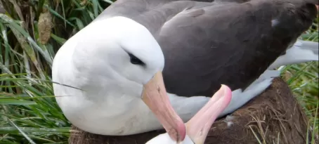 Blackbrow albatrosses grooming