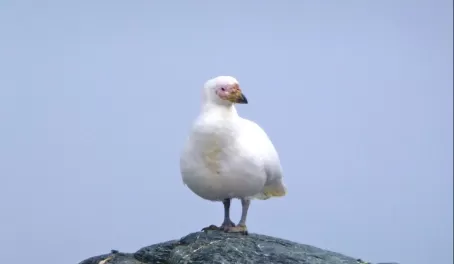 A sheathbill displays its beauty and its eating habits
