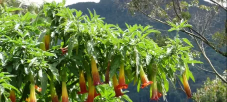 Trumpet plant on Montserrate