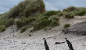 Magellanic Penguins at Grave Cove, Falkland Islands