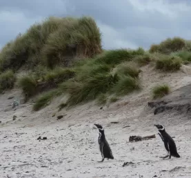 Magellanic Penguins at Grave Cove, Falkland Islands