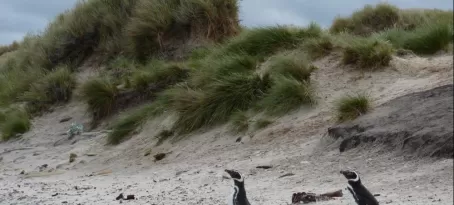 Magellanic Penguins at Grave Cove, Falkland Islands