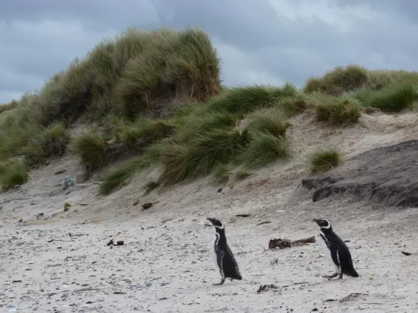 Magellanic Penguins at Grave Cove, Falkland Islands