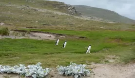 Gentoo Penguins at Grave Cove, Falkland Islands