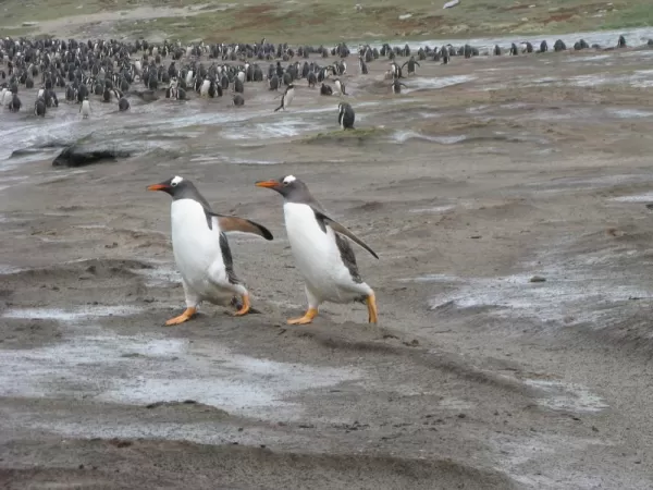 Gentoo penguin crossing at Grave Cove, Falkland Islands
