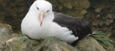 Albatross on nest at New Island, Falkland Islands