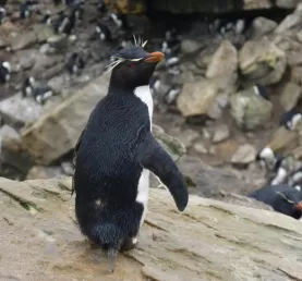 Rockhopper penguin at New Island, Falkland Islands