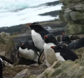 Rockhopper penguins resting in New Island, Falkland Islands