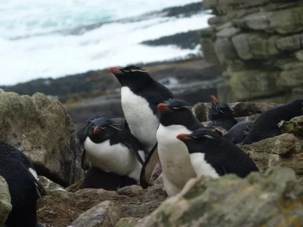 Rockhopper penguins resting in New Island, Falkland Islands